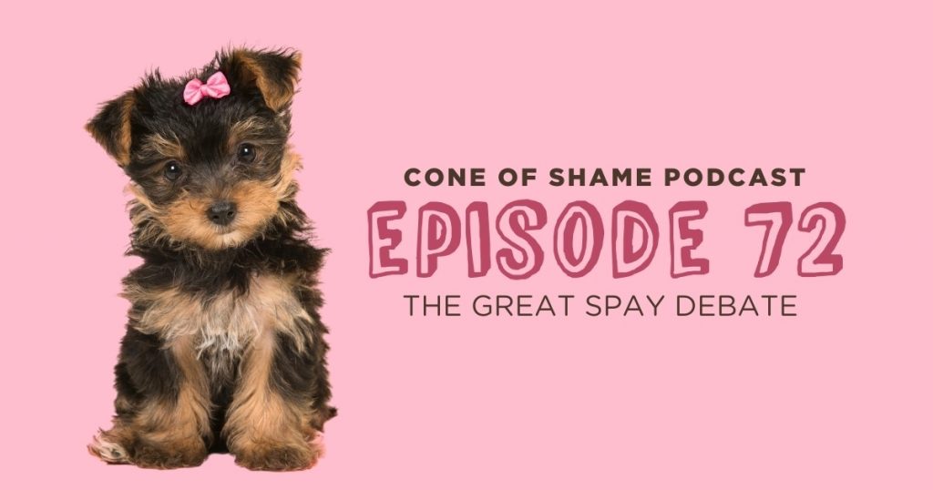 female puppy wearing pink bow