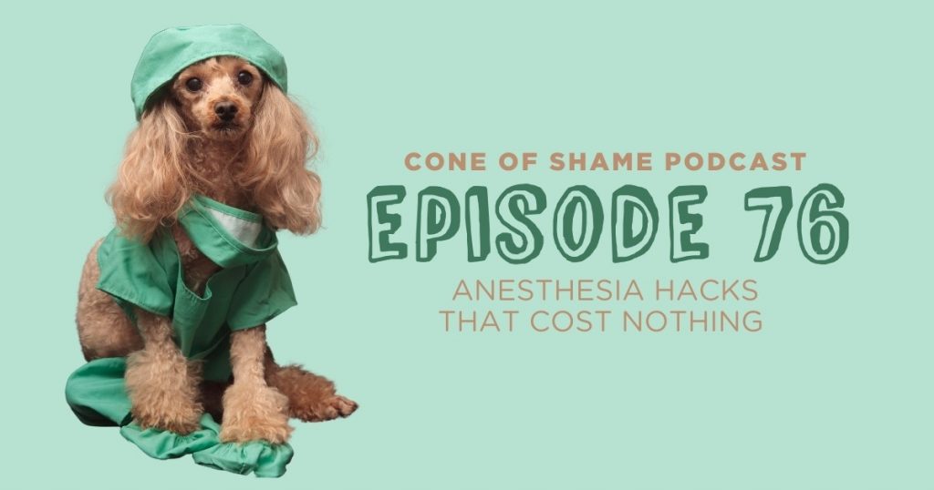 miniature poodle wearing scrubs for surgery