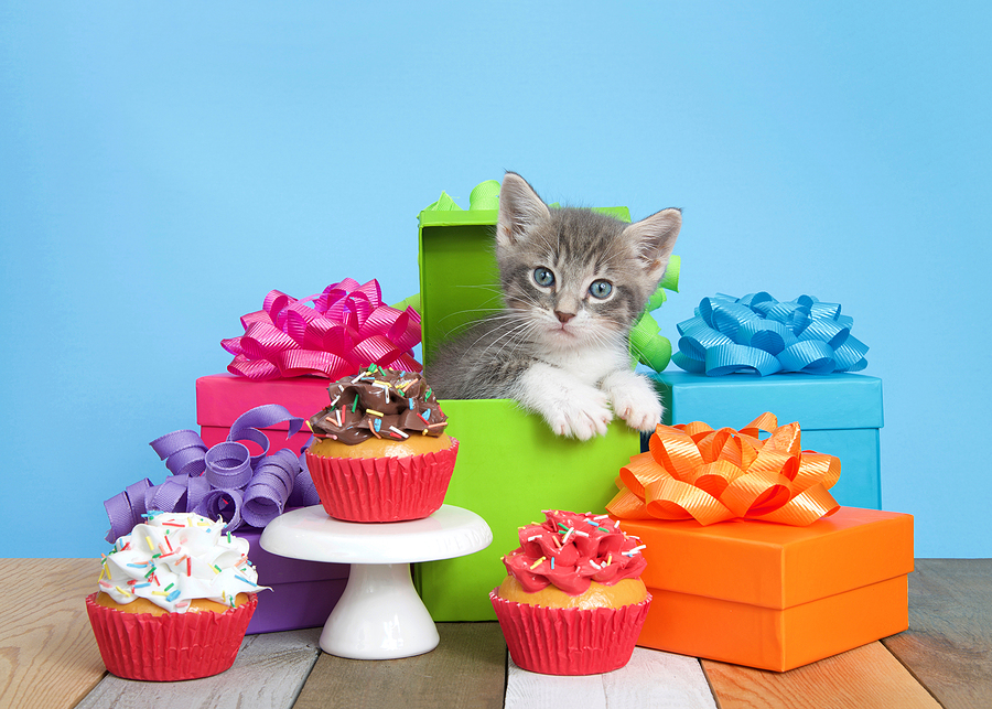 cute kitten with presents and cupcakes