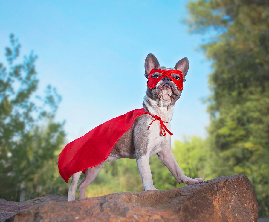 superhero dog in cape and mask
