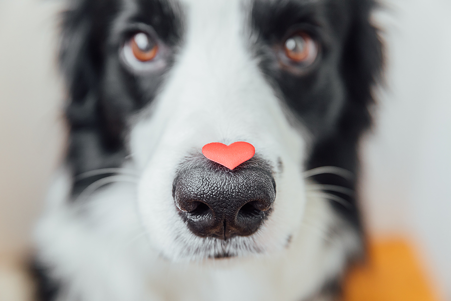 close up dog with heart on nose